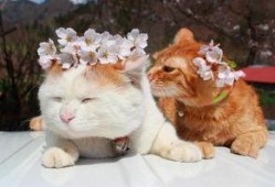 日照网红猫叔爆料视频,日照猫咪生活大揭秘