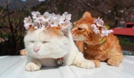 日照网红猫叔爆料视频,日照猫咪生活大揭秘