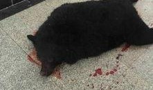 黑熊体育爆料视频,揭秘体育界幕后风云