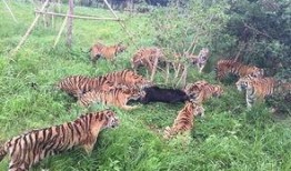 黑熊体育爆料视频,揭秘体育界幕后风云