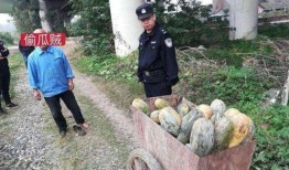 温县网红吃瓜事件视频,一场网络狂欢背后的真相揭秘