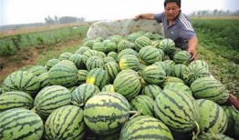 青岛吃瓜网红事件真相是真的吗,真相揭秘，还原事件始末