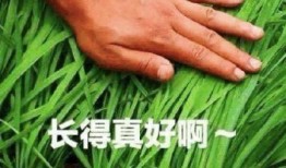 爆料假割韭菜视频大全,假割韭菜视频大全曝光