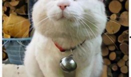 日照网红猫叔爆料视频,日照猫咪生活大揭秘