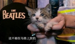 娱乐吃瓜酱小猫坐公交车