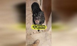 二狗子独家爆料视频,揭秘视频背后的惊人真相！