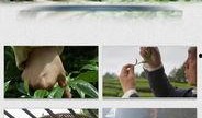 爆料茶叶视频素材大全高清,高清视角下的茶香世界