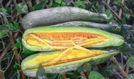 网红有哪些瓜可以吃,那些你不知道的幕后“瓜”事