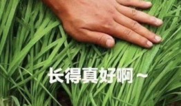 爆料假割韭菜视频大全,假割韭菜视频大全曝光