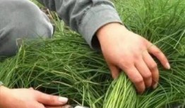 爆料假割韭菜视频大全,假割韭菜视频大全曝光