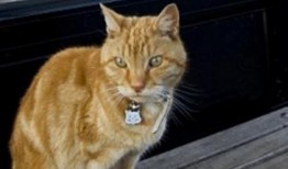 娱乐吃瓜酱小猫坐公交车