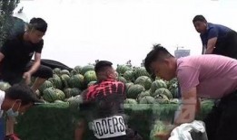 温县网红吃瓜事件视频,一场网络狂欢背后的真相揭秘