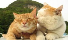 日照网红猫叔爆料视频,日照猫咪生活大揭秘